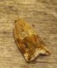 Archips xylosteana